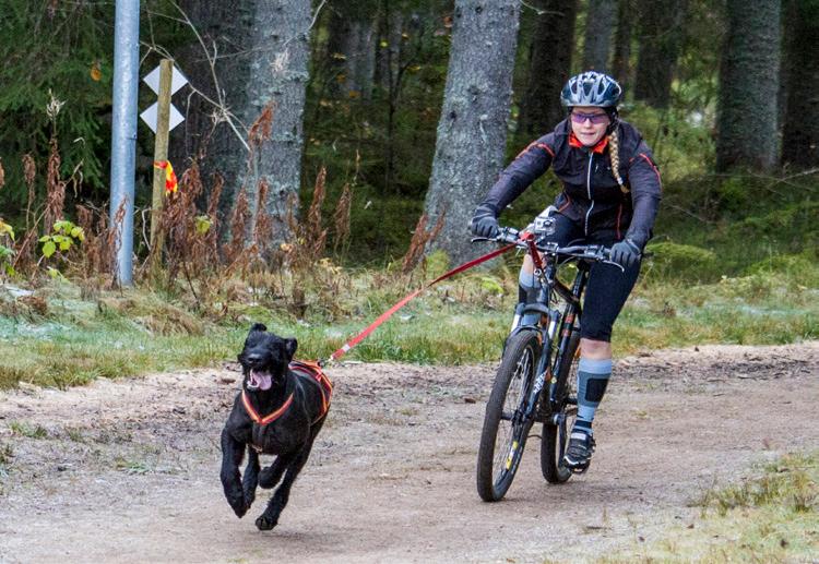 Sport med drag Draghundsport kan ske både på snö och barmark, med en eller flera hundar. Störst inom Brukshundklubben är barmarksdraget.