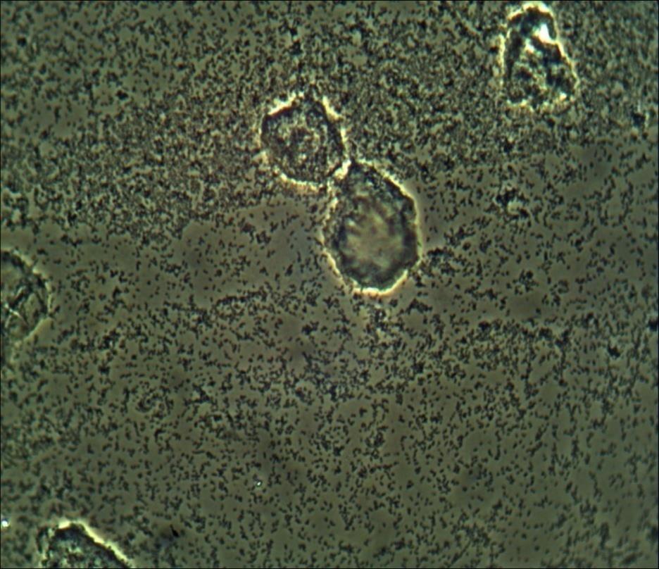 Diagnostik Klinisk inspektion av