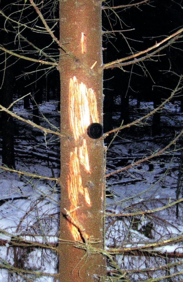 Älgskador på skogen i Bråttensby För två år sedan, i december, gjorde några älgar en hel del skada på gallrad granskog i bl. a Bråttensby, Eggvena och Saxtorp.