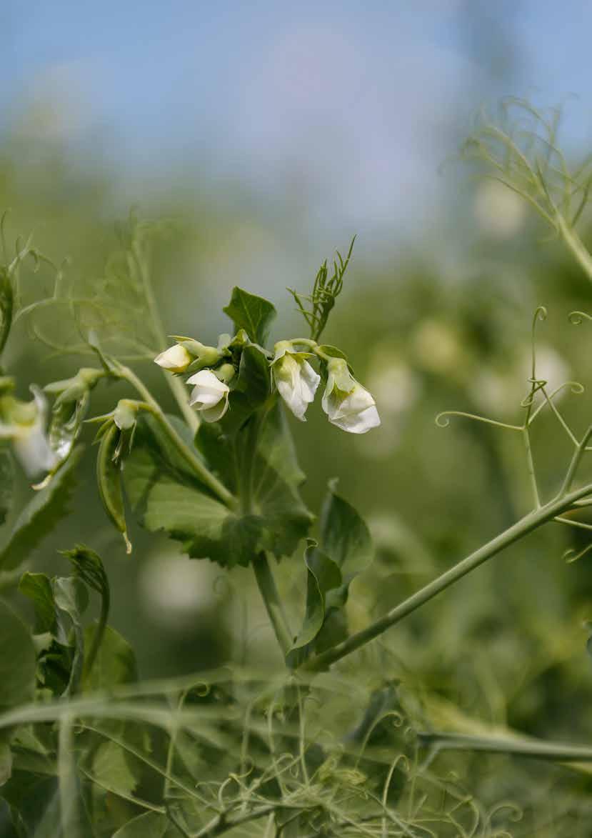 Kvalitetsreglering Oljeväxter, trindsäd och majs Gröda Sort/koncept Övrigt Oljeväxter Höst, Vår, HOLL För HOLL gäller särskilda villkor. Oljeväxter KRAV Ingen oljehaltsreglering.