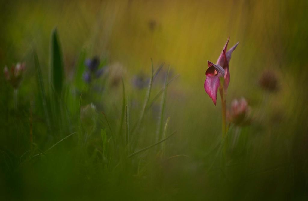 22 23 Italien Monte Gargano Att resa till Monte Gargano nationalpark En guide i samarbete med wildnaturefotoresor.