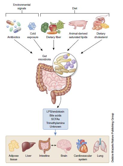 Tarmbakterier omvandlar signaler från omvärlden tillsammans komponenter från kosten till signaler som kommunicera med resten av kroppen.