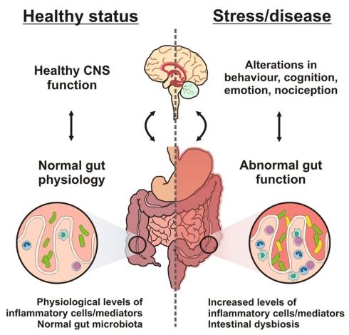 Gut Brain axis Påverkar: