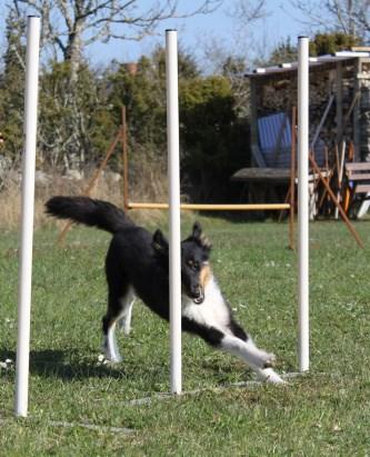 TITTA PÅ HUNDSPORT Agility är engelska och betyder