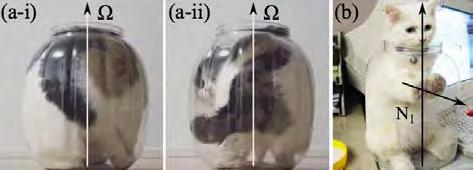 FIG. 2: (a) Extensional rheology of a cat before capillary break-up. (b) Cat on a superfelidaphobic substrate showing a high contact angle.
