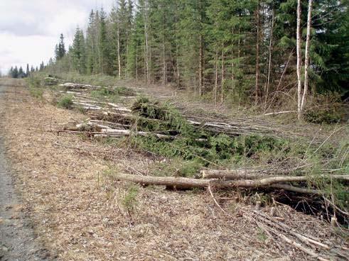 Figur 4. Materialet lades buntvis längs skogsbilvägen för att torka under försommaren. ACKUMULERING Antal avverkade träd per krancykel var 4,3 träd per krancykel.