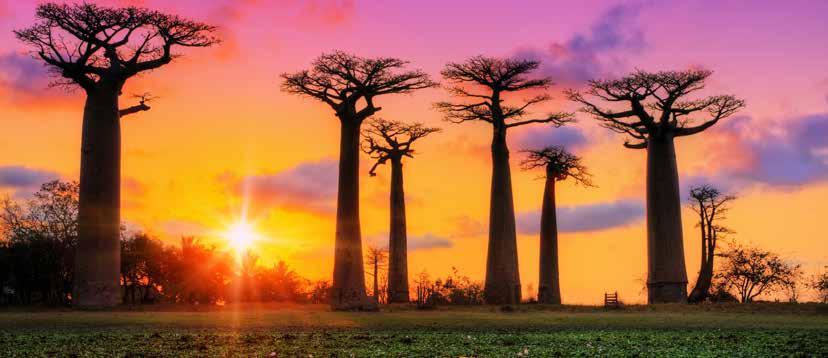 13 dagar fr 29 995:- Madagaskar ön med det unika djurlivet Madagaskar skildes från den afrikanska kontinenten för cirka 160 miljoner år sedan och har tack vare sin isolering i Indiska oceanen ett
