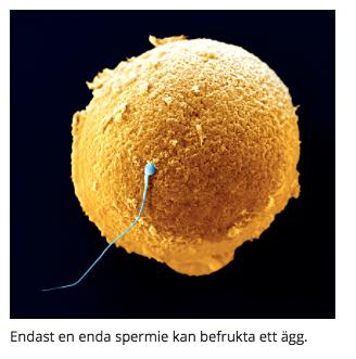 BEFRUKTNING DONEC QUIS NUNC Begrepp: Samlag