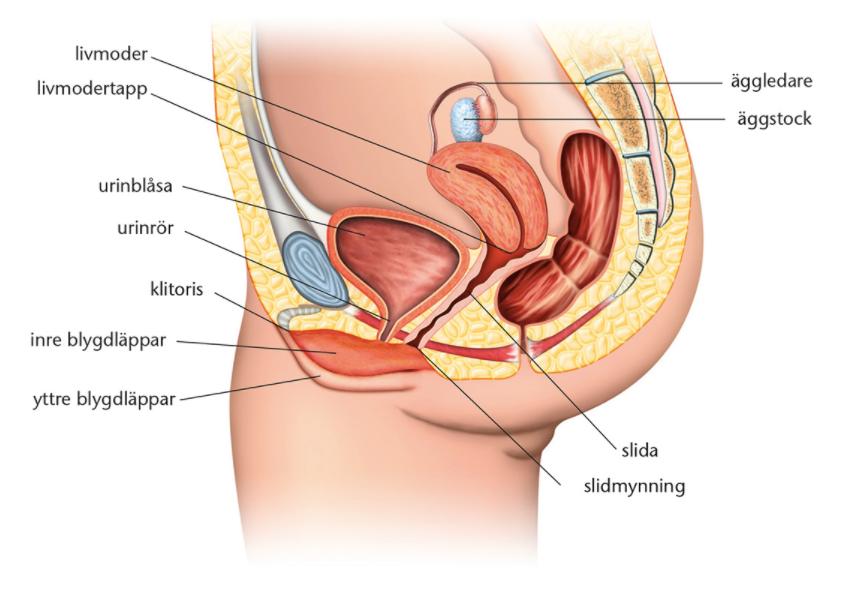 KÖNSORGAN MANLIGT OC H KVINNLIGT (BIOLOGISK T) Kvinnans könsorgan Inre och yttre - Vad