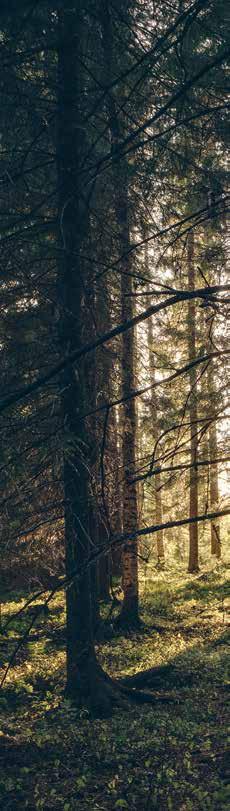 24 GOLV I GRAN Gran Den lappländska skogen innehåller stora mängder gran som är ett klassiskt träslag.