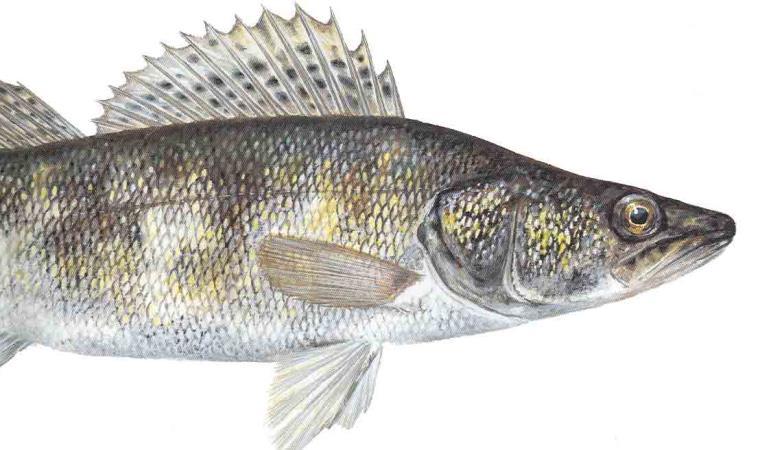 Nya arter går inte alltid Gösutsättningar -helst i sjöar med pelagisk fisk (nors, siklöja, benlöja). -sjön ska vara grund (medeldjup <5m) och stor (>300 ha) -fosforhalten bör vara >30 µg/l.