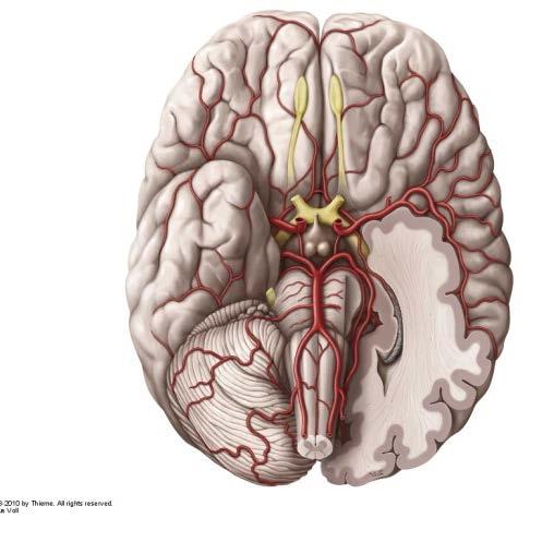 DFM 3, moment 2: Nervsystemet Ordinarie tentamen 2010-11-04 HT10 Tema 6: Cerebellum, forts (12p) d) Ett av tre kärl som försörjer cerebellum med blod är a.