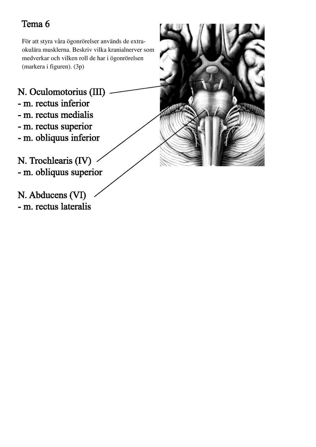 DFM 3, moment 2: Nervsystemet Ordinarie tentamen 2010-03-26 VT10 Tema 6: Ögonrörelser (6p)