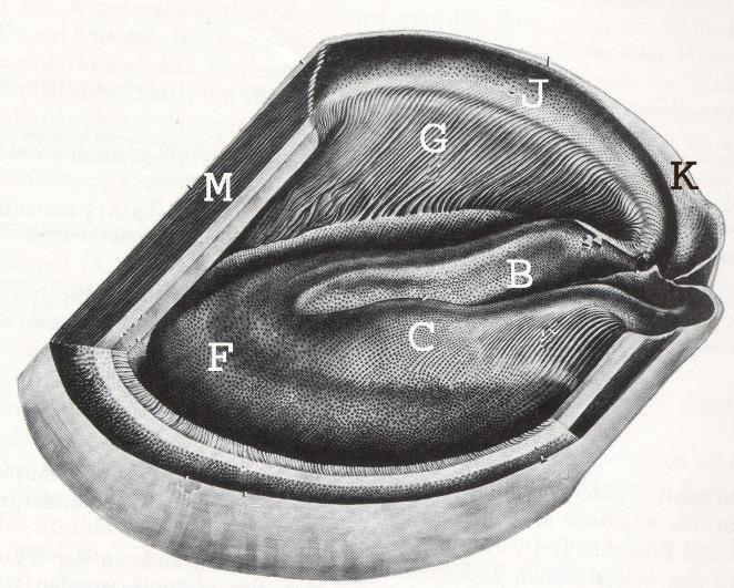 C, strålhorn (rörformat); D, hörnstöd (rörformat, men då det utgör en del av hovväggen
