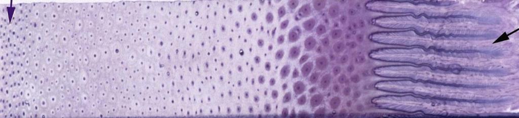 Stratum medium utgör den största delen av hovväggen och förhornas precis som lamell-, suloch strålhorn via hård keratinisering där cellskelettet successivt bäddas in i en proteinrik massa.