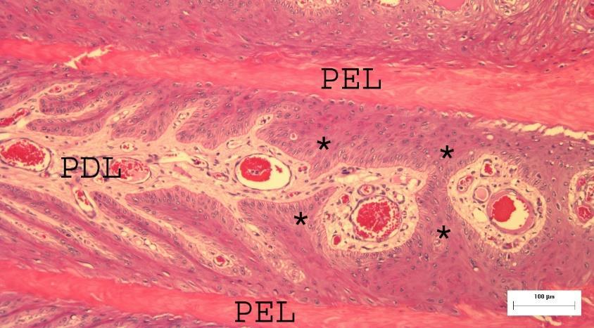 Figur 7. Tvärsnitt av lamellagret i höjd med terminal papillae. Närliggande sekundära överhudslameller smälter samman och omsluter dermal vävnad som i distal riktning därigenom bildar papiller.