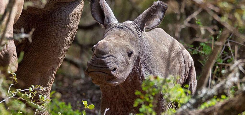 Stora sydafrikaresan Det kompletta Sydafrikaäventyret! Att resa i Sydafrika är som att upptäcka en hel kontinent.
