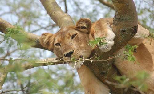 Dag 6 Queen Elizabeth: Game drive och båttur Hela dagen är vikt åt denna 1 995 km 2 stora nationalpark. På förmiddagen ger ni er ut på en game drive och ni kommer åter till er lodge för lunch.