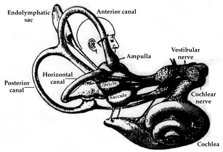 Neuroanatomi yrsel - ångest ångest / betingning vestibulo-parabrachial nc nätverk coeruleo-vestibulärt nätverk Raphe nc vestibulärt nätverk Limbiska systemet adrenerga