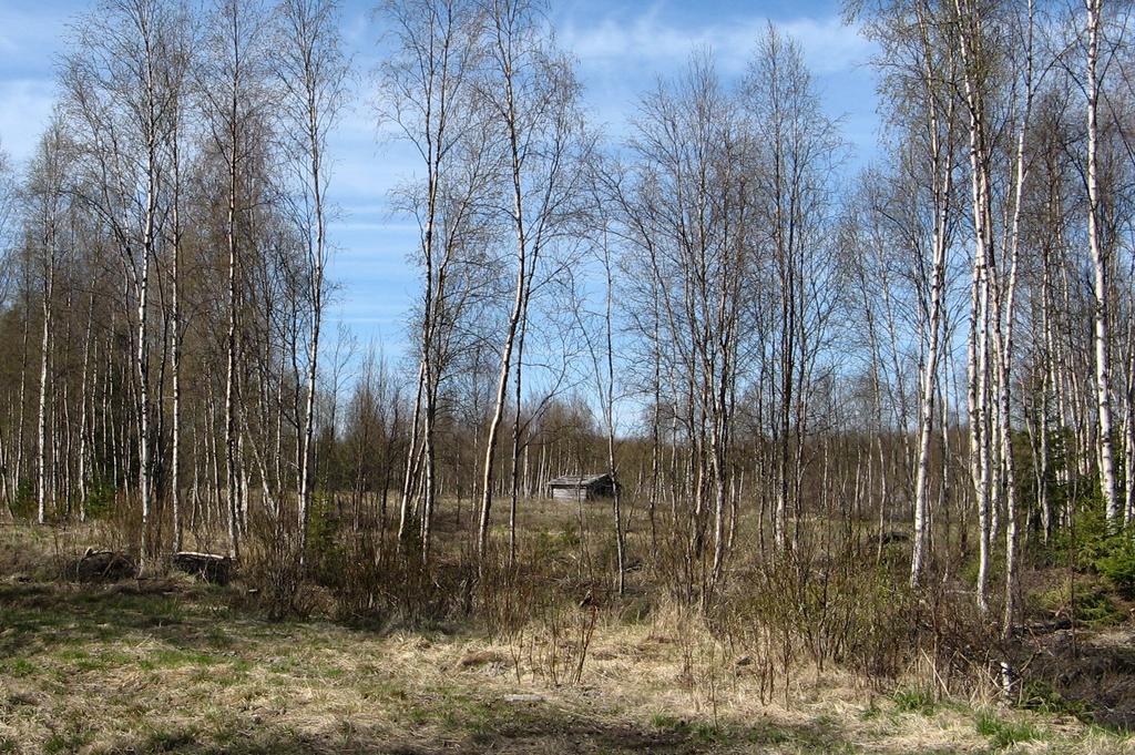 10. Kivivaara 11. Tammajänkkä Kivivaara ligger ca 10 km rakt västerut från Haparanda centrum. I området växer tät ungskog, främst gran med inslag av björk. Här finns även olika slags myrtyper.