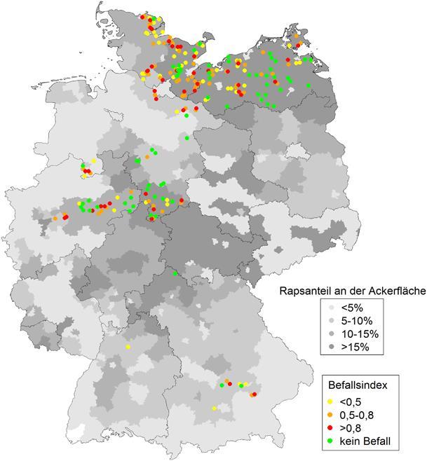 År 2013 och 2014 gjordes en studie i Tyskland där 237 jordprover samlades in och testades med biotester (Strehlow et al., 2014). Av proverna gav 66 procent upphov till symptom av klumprotsjuka.