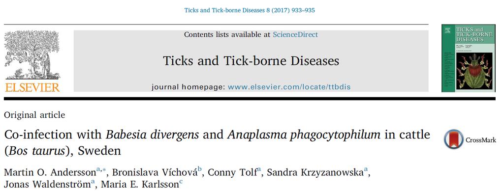 B. divergens + A.