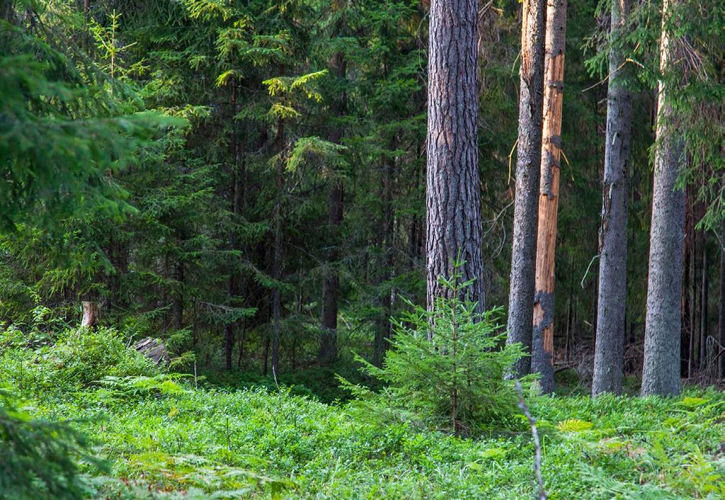 GRÖNSTRUKTUR Med grönstruktur avses det nätverk som grönområden och grönförbindelserna mellan dem bildar och som sträcker sig till såväl landsbygd som stadsmiljöer.