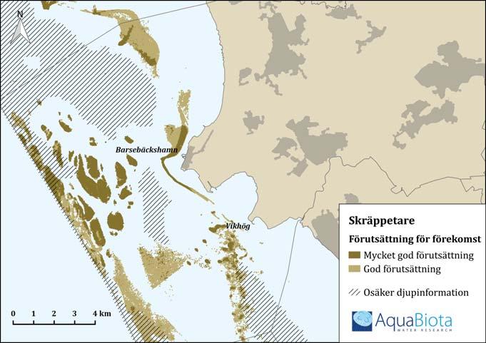 I Kävlinges havsområde utgör brunalgen skräppetare den vanligaste makroalgsbiotopen.
