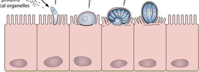 Cryptosporidium spp.