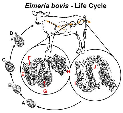 STALLKOCCIDIOS Eimeria bovis Eimeria zuernii Infekterar bakre delen av tunntarmen + grovtarmen