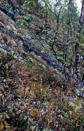 ORKIDÉDYNAMIK Lokal med rik förekomst av grönkulla i en nordsluttning på berget Kurravaara norr om Kiruna. Foto: Åke Persson.
