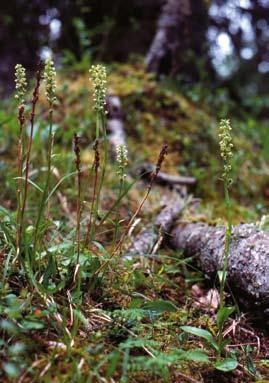 Blomningsdynamik hos några orkidéer i Kirunatrakten Många har väl slagits av hur nyckfulla orkidéer kan vara i sin blomning.