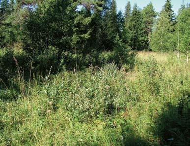 ÅSTRÖM Figur 2. Skogsfrulokal på igenväxande ängsmark i Brunflo socken i Jämtland. Foto: Lars- Åke Bäckström.