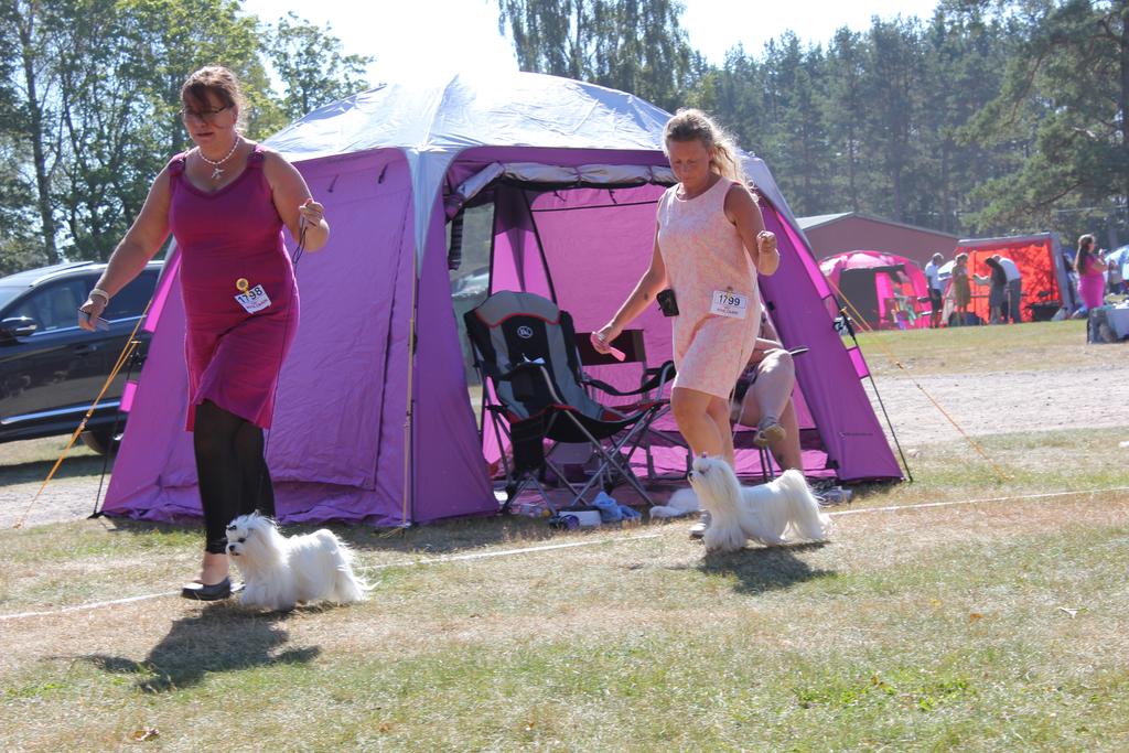 Egna anteckningar:. KROPP RÖRELSER Rörelserna skall vara flytande och te sig som om tassarna knappt nuddar marken, fria med kort och mycket snabbt steg vid trav.