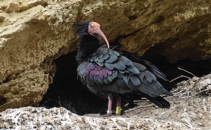 Spanien för att observera hökörn och spansk kejsarörn. Kalanderlärkor är talrika på fälten och chanserna att se den dagaktiva minervaugglan är goda.