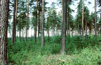 skogsproduktion Nationellt