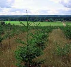 ramen för skogspolitikens