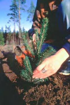 Förslag i rapporten om effektiv skogsskötsel (föryngring, röjning, gallring mm) 1. Trädslag, tidpunkt, täthet vägval i produktionsskogen.