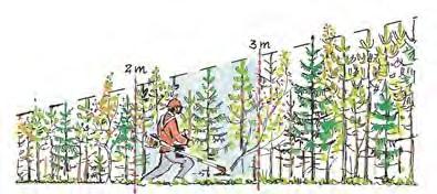 Tryggad föryngring Målet är att den planterade skogen vid en ålder av 5 till 7 år når 1 m medelhöjd.