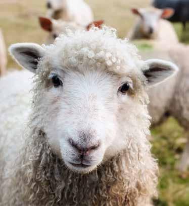 INBJUDAN Välkommen till medlemsaktiviteter! 21 maj: Kungens får Fåraherden som vaktar kungens får på Kungl. Djurgården berättar om verksamheten och hur vallhundarna arbetar.