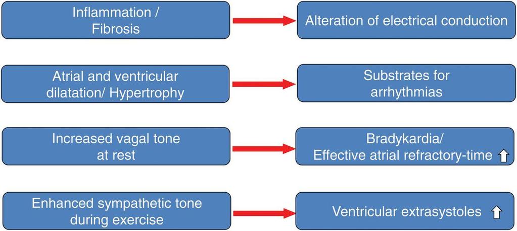 Träning och förmaksflimmer Potential mechanisms for atrial fibrillation induced