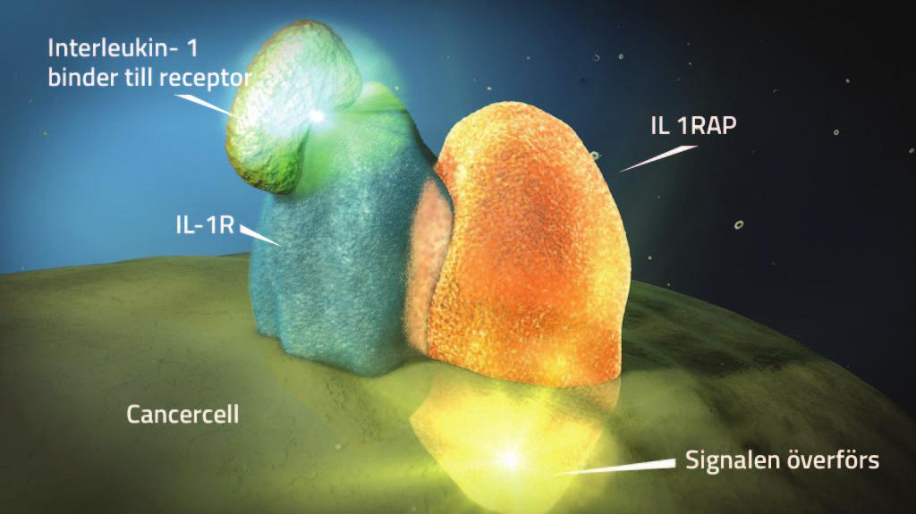 10 CANTARGIA AB (PUBL) 556791-6019 ÅRSREDOVISNING 2017 INLEDNING Utan behandling binder IL-1 till tumörceller varpå IL1RAP aktiveras och sänder en signal som gör att tumören växer.