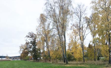 Skötselplan för Brevik Villaägareföreningens yttrande Nya Meddelanden höst 2017 Föreningen ser mycket positivt på att en skötselplan håller på att tas fram.