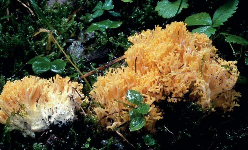 Fig. 14. Ramaria largentii Marr & Stuntz (orangegul fi ngersvamp).