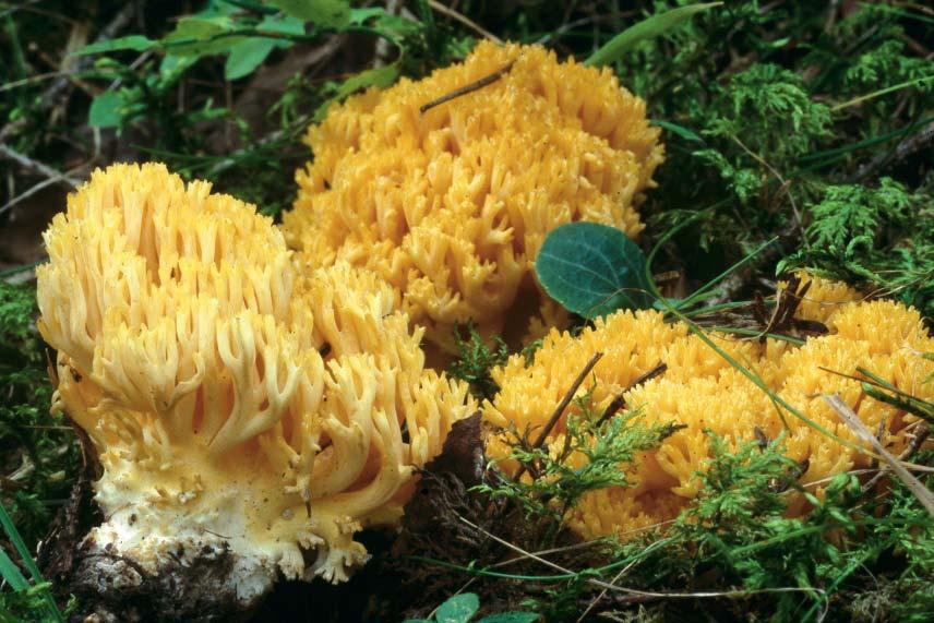 Fig.16. Ramaria largentii Marr & Stuntz (orangegul fi ngersvamp). Närke, Hidinge sn, Kungshall, 2003-09-04, leg., det. & foto L.Söderberg.