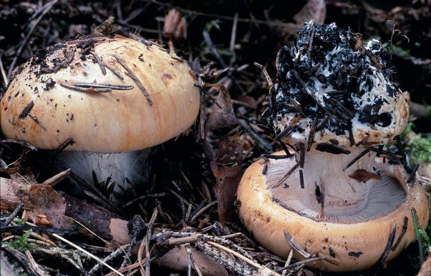 Fig. 3. Cortinarius corossus Fr. (bullspindling).