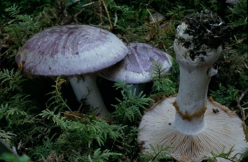 Fig. 4. Cortinarius cumatilis Fr. (porslinsblå spindling).