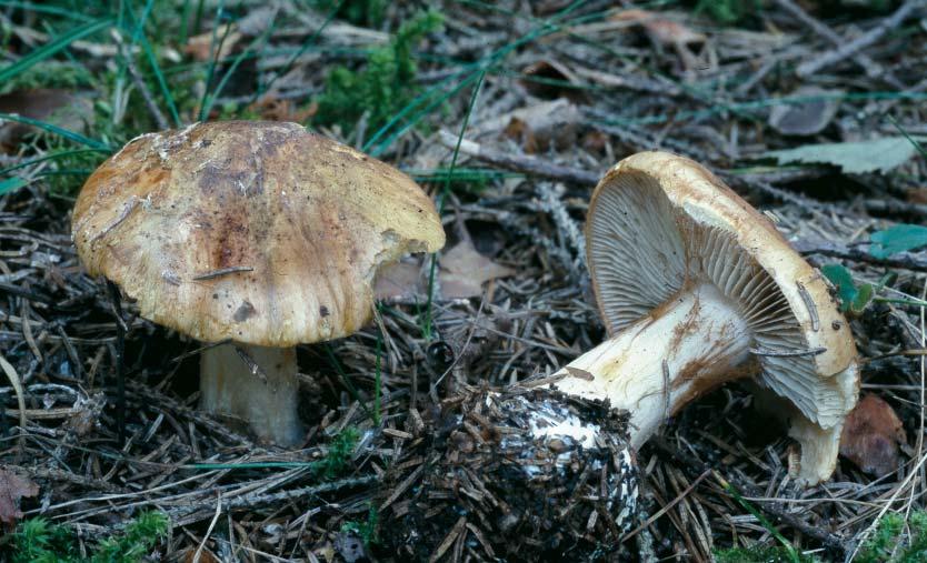 , det. & foto L. Söderberg. Fig. 7. Cortinarius napus Fr. (rovspindling).