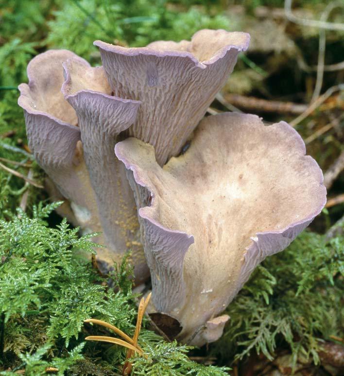 Fig. 10. Gomphus clavatus (Pers.:Fr.) (violgubbe). Närke, Hidinge sn, Lekhyttan, 2006-09-18, leg., det. & foto L. Söderberg. Cortinarius sulfurinus Quél. (persiljespindling, NT) - fig. 9.