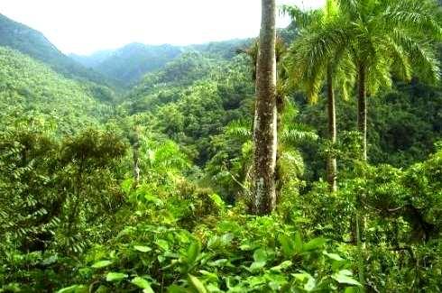 som ligger ca 20 km norr om Trinidad och 800 möh Här växer tall och eukalyptus jämte palmer, ormbunkar och tropiska växter Sällsynt vacker natur På återvägen till